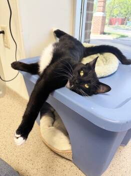 Ham - super duper outgoing and affectionate -  Tuxedo Cat for Adoption in Oshkosh, Wisconsin - Ham - Super Duper Outgoing And Affectionate | PetCurious
