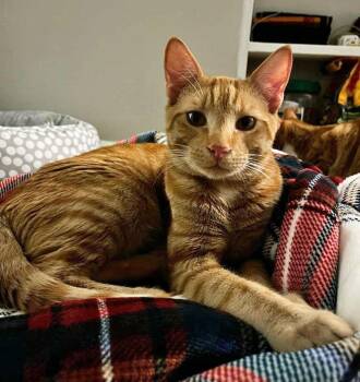 Domestic Short Hair Cats Available for Adoption in Youngsville, North Carolina - Herbie26 | PetCurious