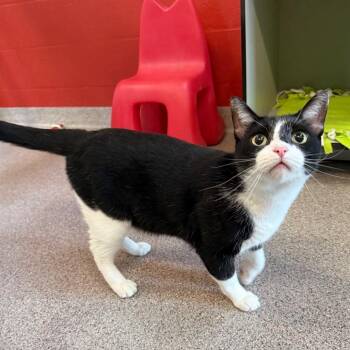 Apollo -  Domestic Short Hair Cat for Adoption in Sarasota, Florida - Apollo | PetCurious