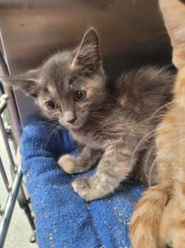 Olive -  Domestic Short Hair Cat for Adoption in Republic, Missouri - Olive | PetCurious