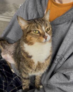 Domestic Short Hair Cats Available for Adoption - Mazda | PetCurious