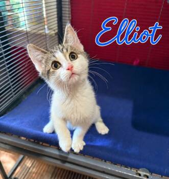 Elliott -  Domestic Short Hair Cat for Adoption in Saginaw, Michigan - Elliott | PetCurious