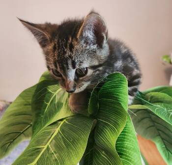 Marble -  Domestic Short Hair Cat for Adoption in Avon, New York - Marble | PetCurious