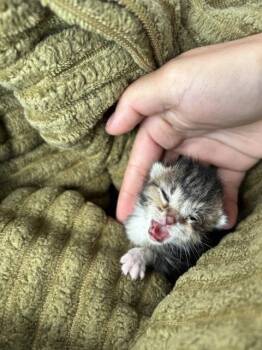 EMMA -  Domestic Medium Hair Cat for Adoption in Indianapolis, Indiana - EMMA | PetCurious