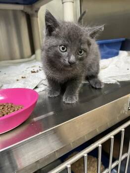 GONZO -  Domestic Short Hair Cat for Adoption in Alameda, California - GONZO | PetCurious