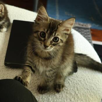 Alistair -  Domestic Medium Hair Cat for Adoption in Santa Rosa, California - Alistair | PetCurious