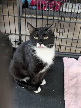 Domestic Short Hair Cats Available for Adoption - Milky Way | PetCurious