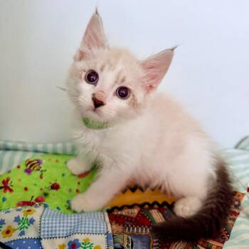 Domestic Short Hair Cats Available for Adoption in Phoenix, Arizona - Headliner | PetCurious