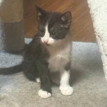 Whispess -  Domestic Short Hair Cat for Adoption in Nashville, Tennessee - Whispess | PetCurious