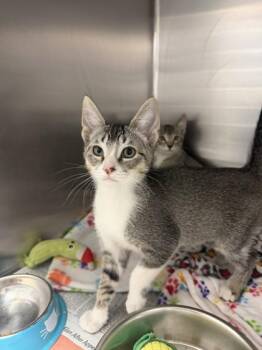 Domestic Short Hair Cats Available for Adoption in North Miami Beach, Florida - Shelby | PetCurious