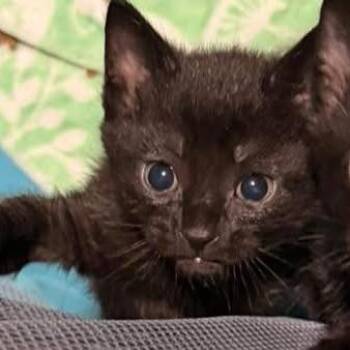 Thor -  Domestic Short Hair Cat for Adoption in Gonzales, Louisiana - Thor | PetCurious