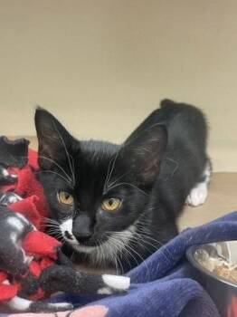 Mush Mouse -  Domestic Short Hair Cat for Adoption in Bellevue, Washington - Mush Mouse | PetCurious