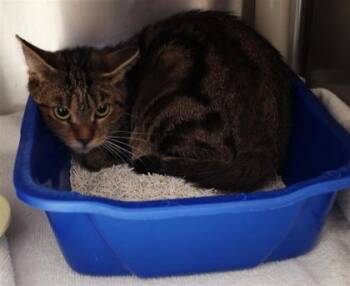 Hopscotch -  Domestic Short Hair Cat for Adoption in Montreal, Quebec - Hopscotch | PetCurious