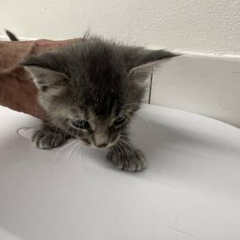 Eileen Dione -  Domestic Short Hair Cat Available for Adoption in St. Louis, Missouri - Eileen Dione | PetCurious