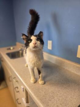 On-X -  Domestic Medium Hair Cat for Adoption in Brookings, South Dakota - On-X | PetCurious