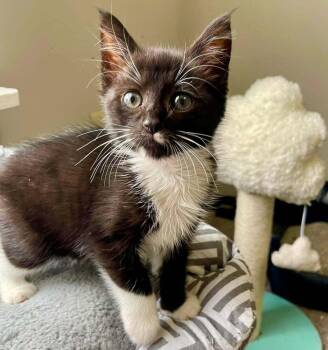 Dolly -  Domestic Short Hair Cat for Adoption in Salisbury, North Carolina - Dolly | PetCurious