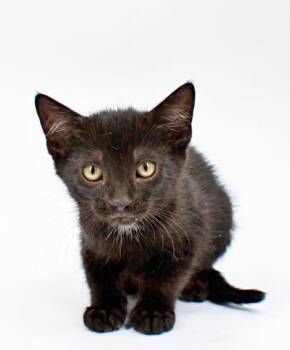Agate -  Domestic Short Hair Cat Available for Adoption in Morton Grove, Illinois - Agate | PetCurious