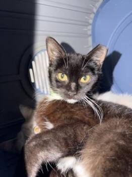 Domestic Short Hair Cats Available for Adoption in West Chester, Pennsylvania - Odette | PetCurious