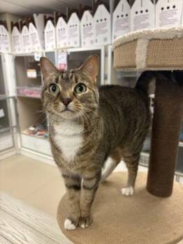 Peaches -  Domestic Short Hair Cat for Adoption in Quakertown, Pennsylvania - Peaches | PetCurious