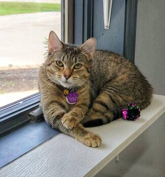 Rescue Domestic Short Hair Cats for Adoption in Grand Rapids, Michigan - Pavlova | PetCurious