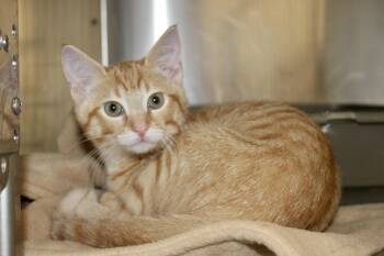 FLICK -  Domestic Short Hair and Tabby Cat for Adoption in Brazil, Indiana - FLICK | PetCurious