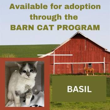 Domestic Short Hair Cats Available for Adoption in Westminster, Maryland - BASIL BARN CAT | PetCurious
