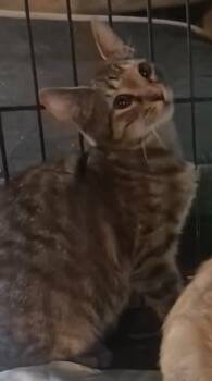 SPRITE -  Domestic Short Hair Cat for Adoption in Spotswood, New Jersey - SPRITE | PetCurious