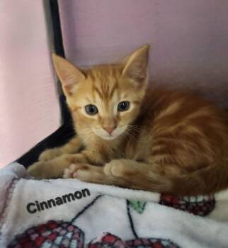 Cinnamon -  Domestic Short Hair Cat for Adoption in Cambridge, Maryland - Cinnamon | PetCurious