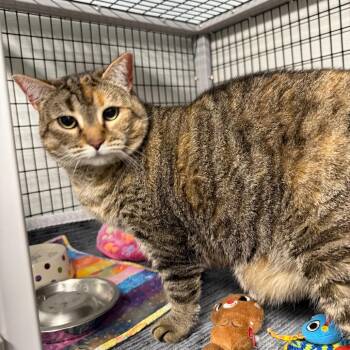 Pound Cake -  Domestic Short Hair Cat for Adoption in Waynesville, North Carolina - Pound Cake | PetCurious