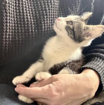 Tabby and Domestic Short Hair Cats Available for Adoption - Mickey (bonded With Murphy) | PetCurious