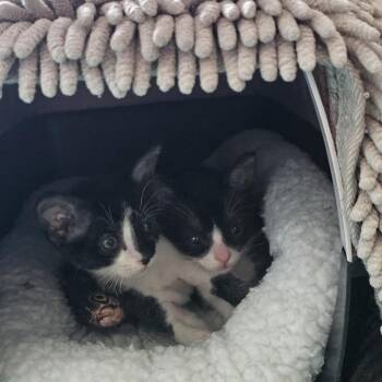 Clark -  Domestic Short Hair Cat for Adoption in San Antonio, Texas - Clark | PetCurious