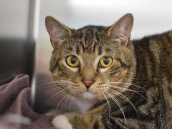 Walter -  Domestic Short Hair Cat for Adoption in Portland, Oregon - Walter | PetCurious