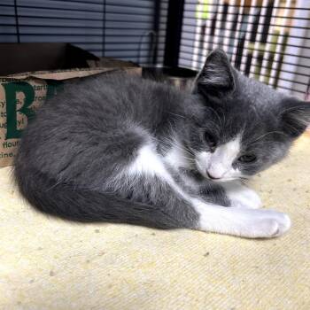 Milo -  Domestic Short Hair Cat for Adoption in Huntsville, Alabama - Milo | PetCurious