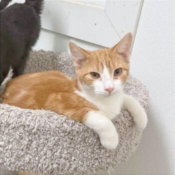 Nibs -  Domestic Short Hair Cat for Adoption in Albert Lea, Minnesota - Nibs | PetCurious