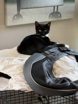 Rescue Domestic Short Hair Cats for Adoption in Bolton, Connecticut - Charcoal (BONDED PAIR) | PetCurious