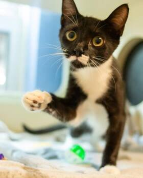 Fargo -  Domestic Short Hair Cat for Adoption in Chamblee, Georgia - Fargo | PetCurious