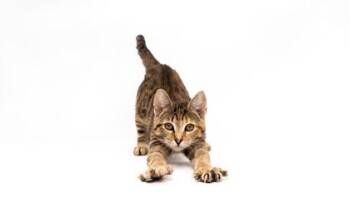 Domestic Short Hair Cats Available for Adoption in Fort Worth, Texas - Coral | PetCurious