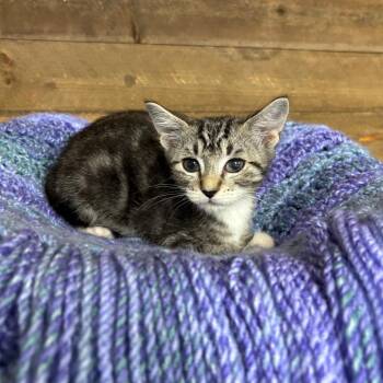 Peter -  Domestic Short Hair Cat for Adoption in Medford, Oregon - Peter | PetCurious