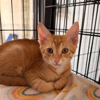 Cheeto -  Domestic Short Hair Cat for Adoption in Huntsville, Alabama - Cheeto | PetCurious