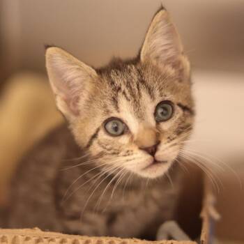 Aster -  Domestic Short Hair Cat for Adoption in Philadelphia, Pennsylvania - Aster | PetCurious