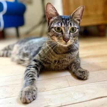 Azalea Flower the Velcro Lap Kitty -  Tabby and Domestic Short Hair Cat for Adoption in Friendswood, Texas - Azalea Flower The Velcro Lap Kitty | PetCurious