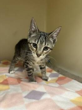 Toaster -  Domestic Short Hair Cat for Adoption in King William, Virginia - Toaster | PetCurious