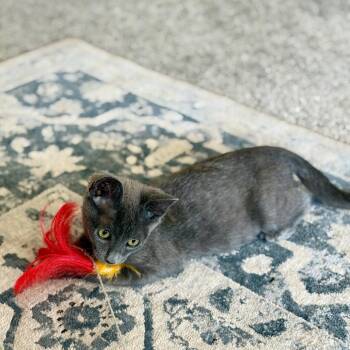 Winnie -  Domestic Short Hair Cat for Adoption in Pleasant Hill, California - Winnie | PetCurious