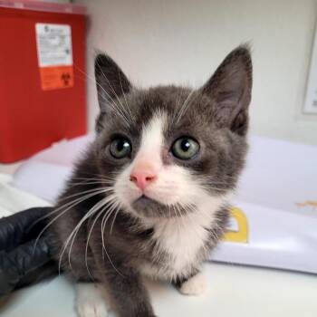 Kipp -  Domestic Short Hair Cat Available for Adoption in Belfair, Washington - Kipp | PetCurious