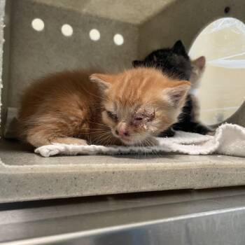 Ginger -  Domestic Short Hair Cat for Adoption in Pasadena, California - Ginger | PetCurious