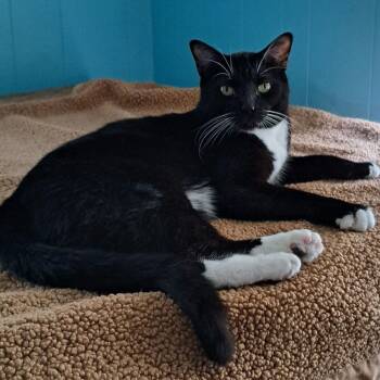 Torak -  Domestic Short Hair Cat for Adoption in Eureka Springs, Arkansas - Torak | PetCurious