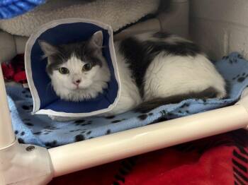 Momma Cat -  Domestic Short Hair Cat for Adoption in Alexandria, Virginia - Momma Cat | PetCurious