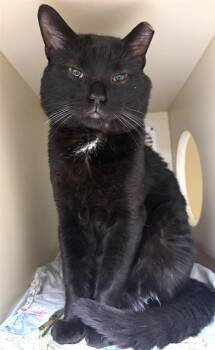 RONALD -  Domestic Short Hair Cat for Adoption in Boston, Massachusetts - RONALD | PetCurious