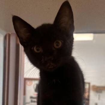 Panther -  Domestic Short Hair Cat for Adoption in Reno, Nevada - Panther | PetCurious