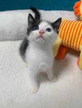 Hera -  Domestic Short Hair Cat for Adoption in Boca Raton, Florida - Hera | PetCurious